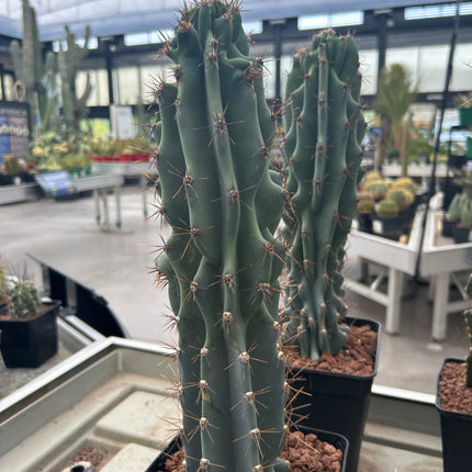 Cereus peruvianus var. monstruosa (Clon 2)