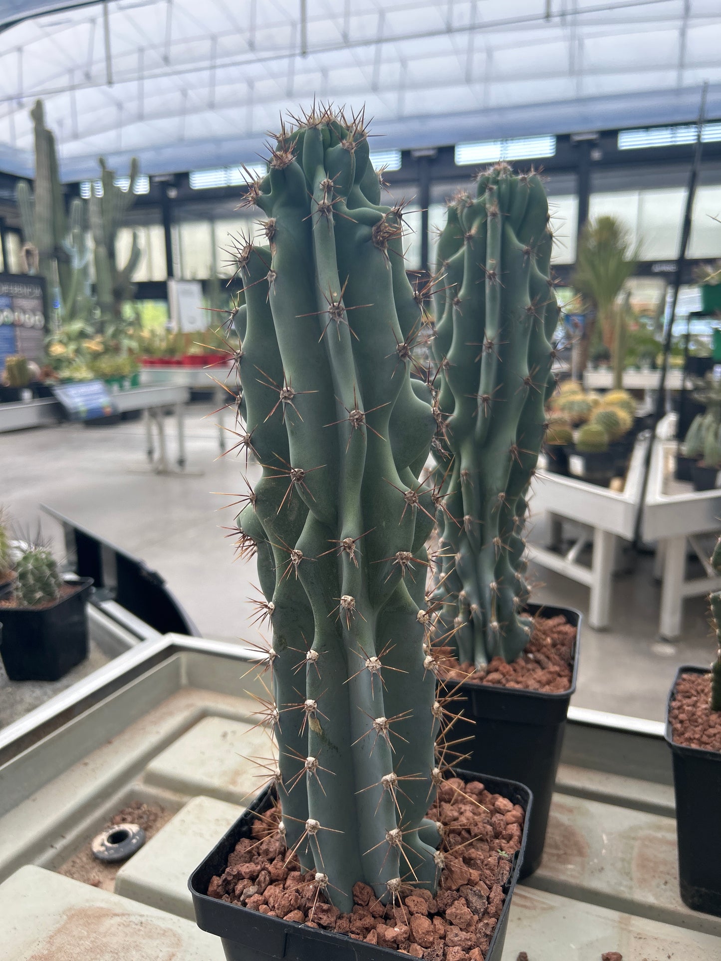 Cereus peruvianus var. monströs (Klon 2)