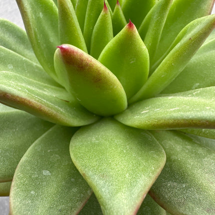 Echeveria agavoides ‘Ebony’
