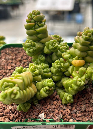 Crassula marchandii