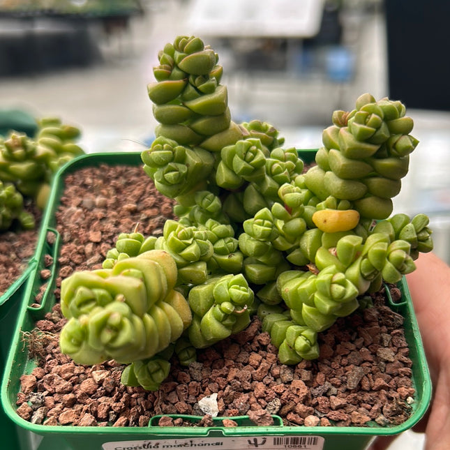 Crassula marchandii
