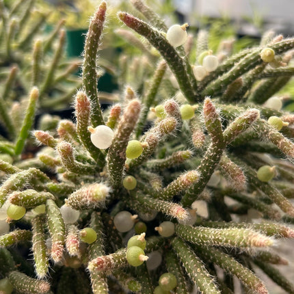 Rhipsalis pilocarpa