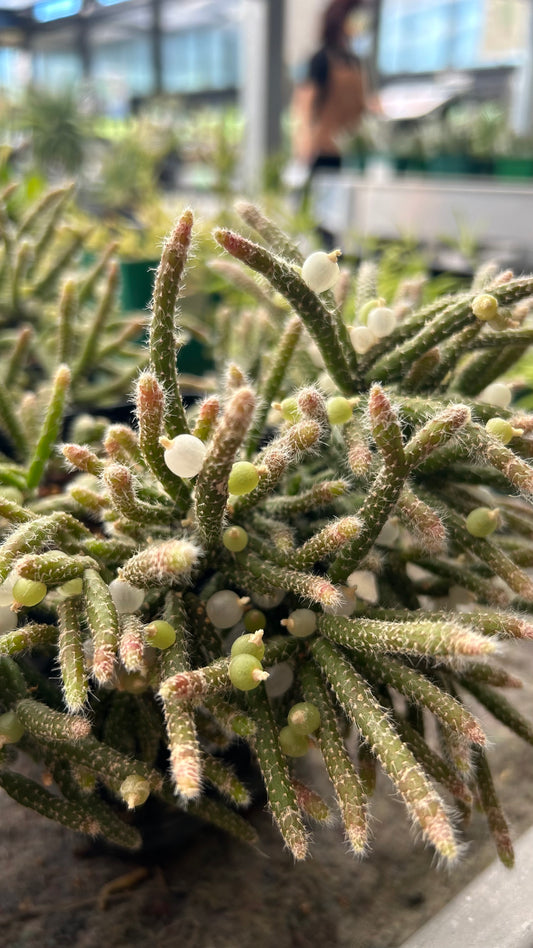 Rhipsalis pilocarpa