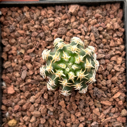 Pygmaeocereus bieblii