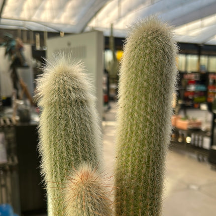 Cleistocactus strausii