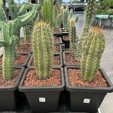 Trichocereus Atacamensis subsp. Passcana