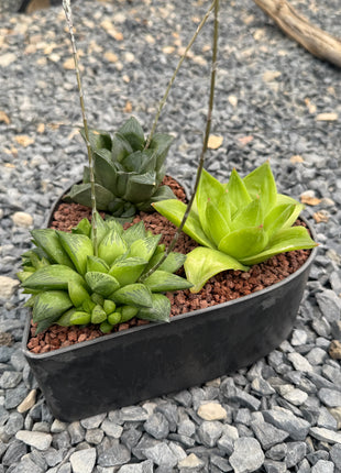 “Heart” Pot