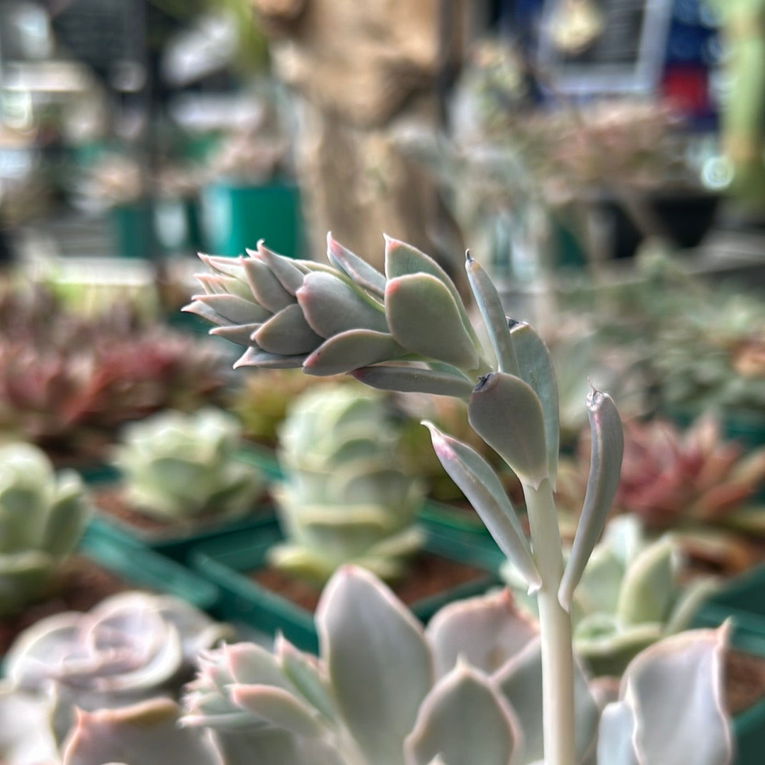 Echeveria shaviana