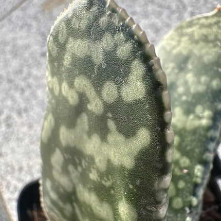 Gasteria polita | Lengua de buey pulida