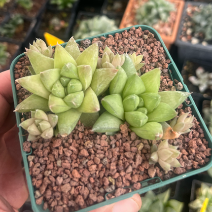 Haworthia batesiana lepida