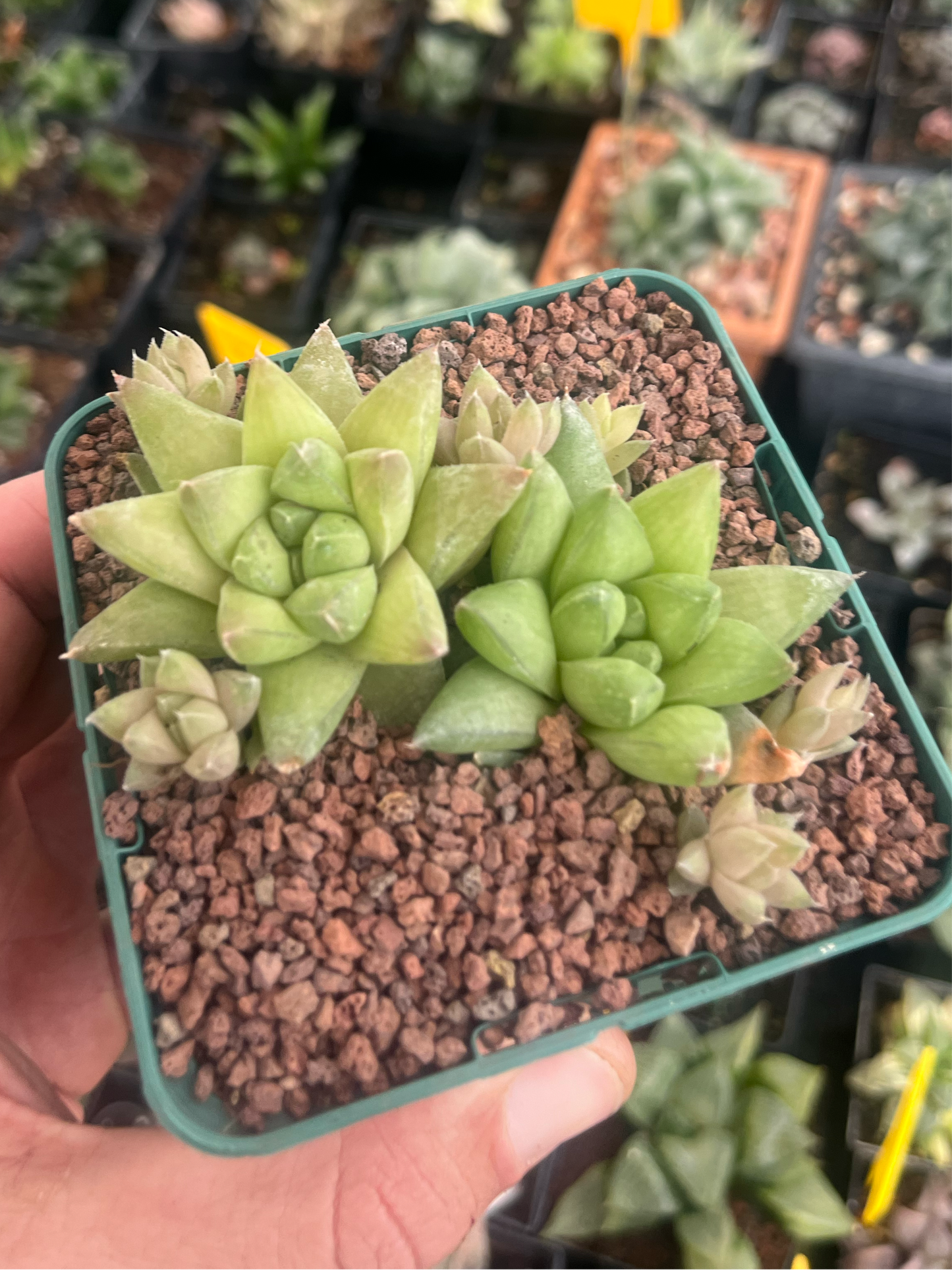 Haworthia batesiana lepida