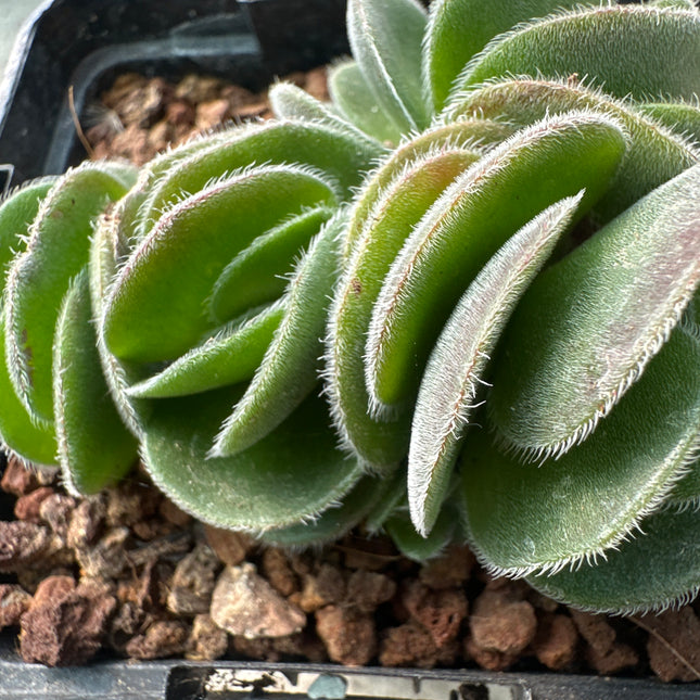 Crassula tomentosa var. glabrifolia | Crásula de hojas truncadas