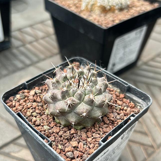 Neoporteria odieri