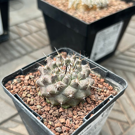 Neoporteria odieri