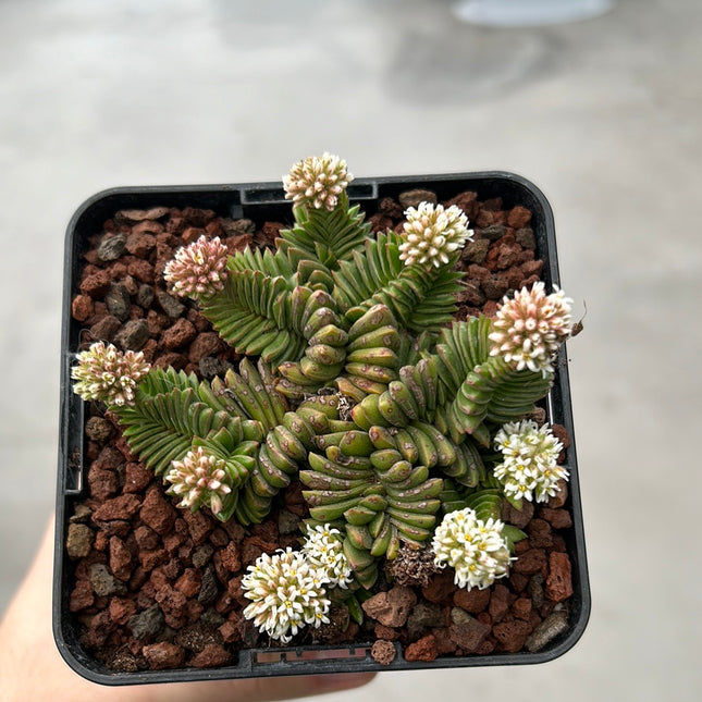 Crassula ‘Estagnol’ | Crassula a spirale