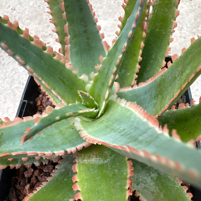 Aloe 'Sawbones' | Aloe híbrido de KZ- 2018.  Aloe huesos de sierra