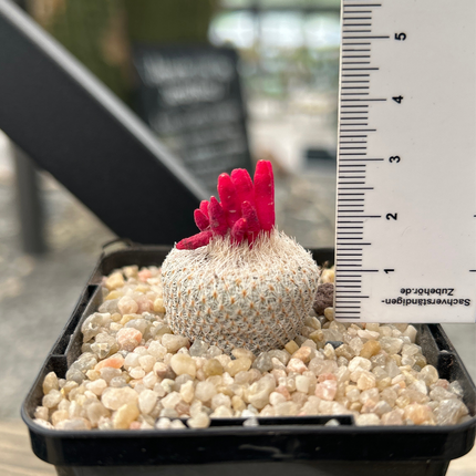 Epithelantha micromeris L 737 Cinco de Mayo