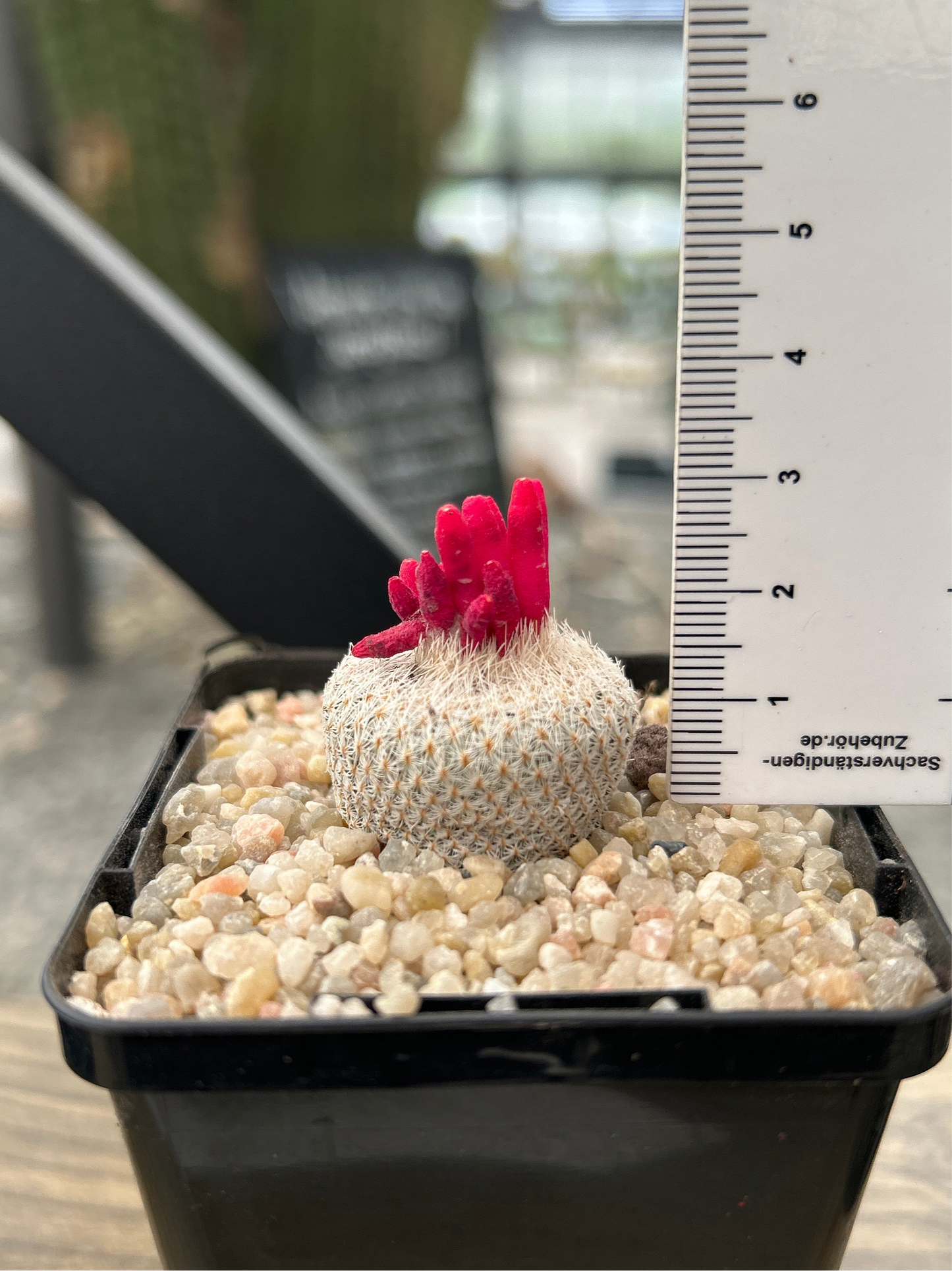 Epithelantha micromeris L 737 Cinco de Mayo