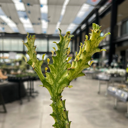 Euphorbia trigona ‘Mint cream’