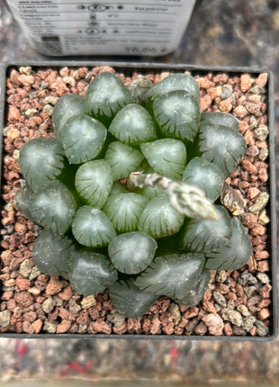Haworthia ikra 'Yamada black' (H. cooperi var. truncata)