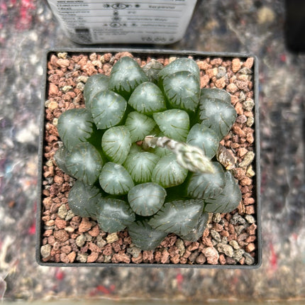 Haworthia ikra 'Yamada black'(H. cooperi var. truncata )
