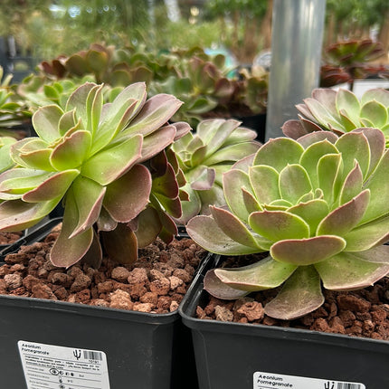 Aeonium Pomegranate