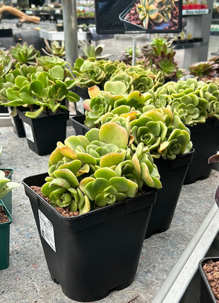 Aeonium Castello-Paivae var. Sarae