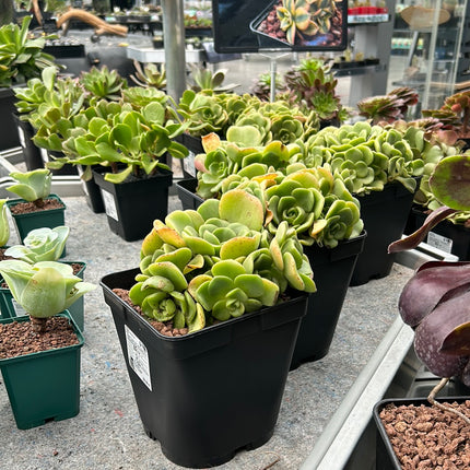 Aeonium Castello-Paivae var. Sarae