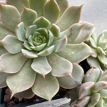 Echeveria cuspitata ‘Menchaca’