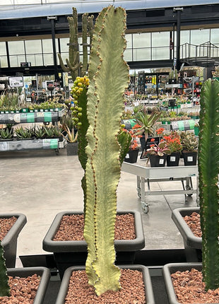 Euphorbia ingens variegata