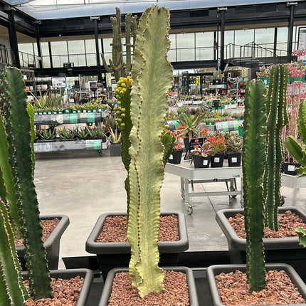 Euphorbia ingens variegata