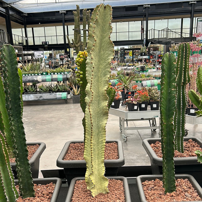 Euphorbia ingens variegata