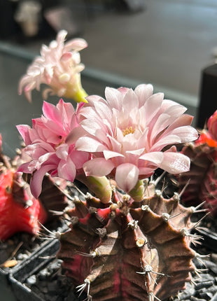Gymnocalycium mihanovichii ‘Hibotan-nishikii’