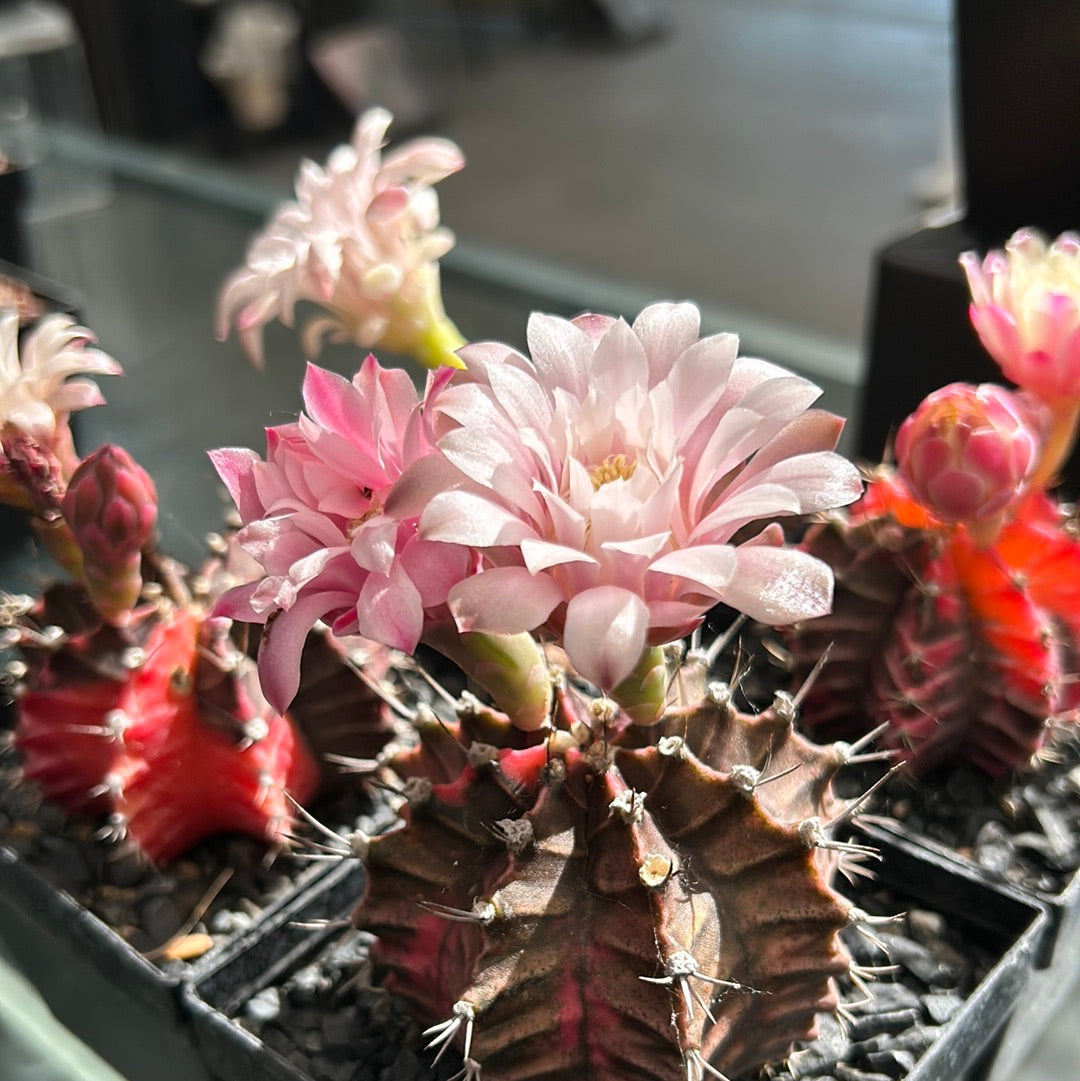 Gymnocalycium mihanovichii cv. ‘Hibotan-nishikii’