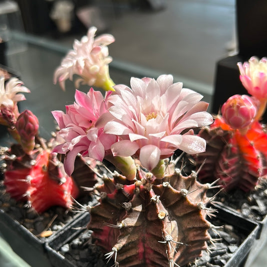 Gymnocalycium mihanovichii cv. 'Hibotan-nishikii'