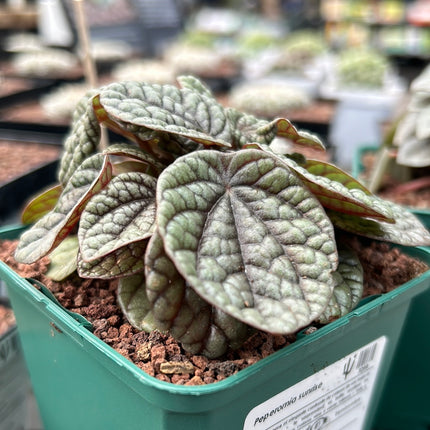 Peperomia sunrise