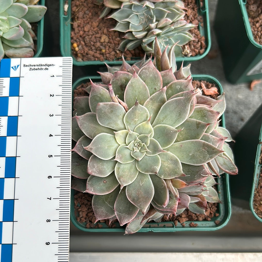 Graptopetalum `Heaven´