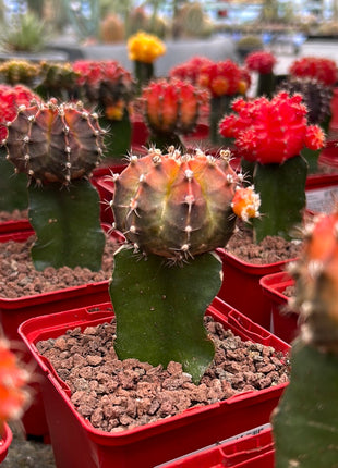 Grafted Gymnocalycium mihanovichii