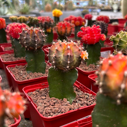 Grafted Gymnocalycium mihanovichii