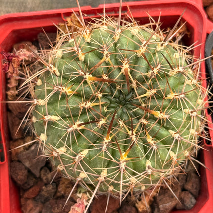 Weingartia mariana