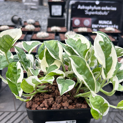 Scindapsus N'joy