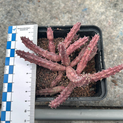 Huernia hystrix parvula
