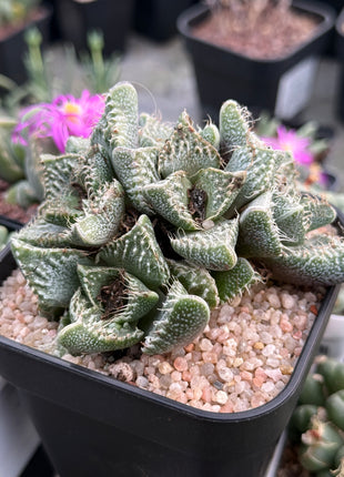 Faucaria tuberculosa