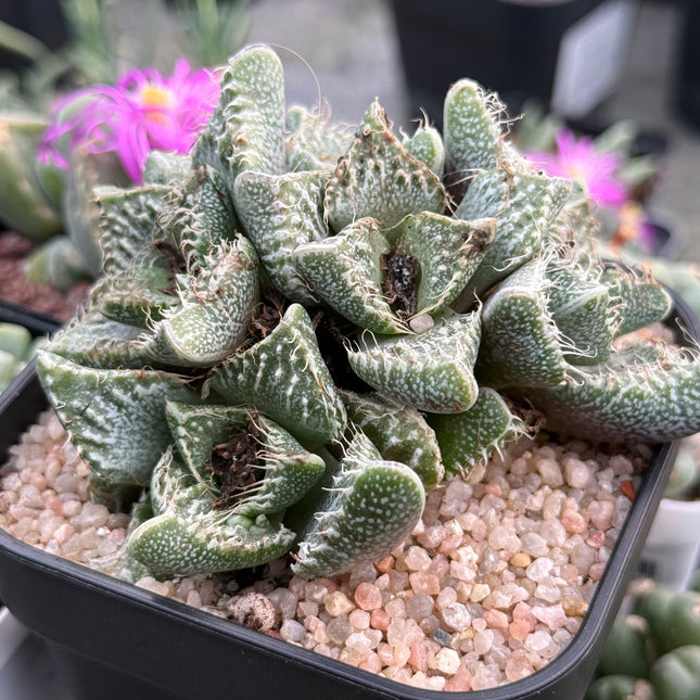 Faucaria tuberculosa