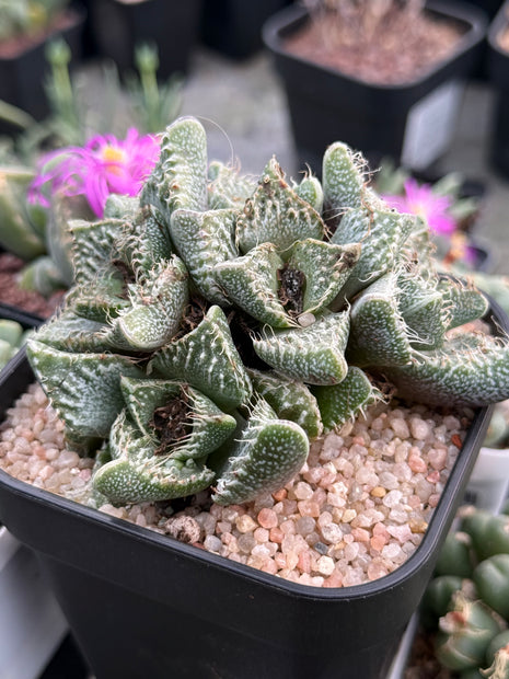Faucaria tuberculosa