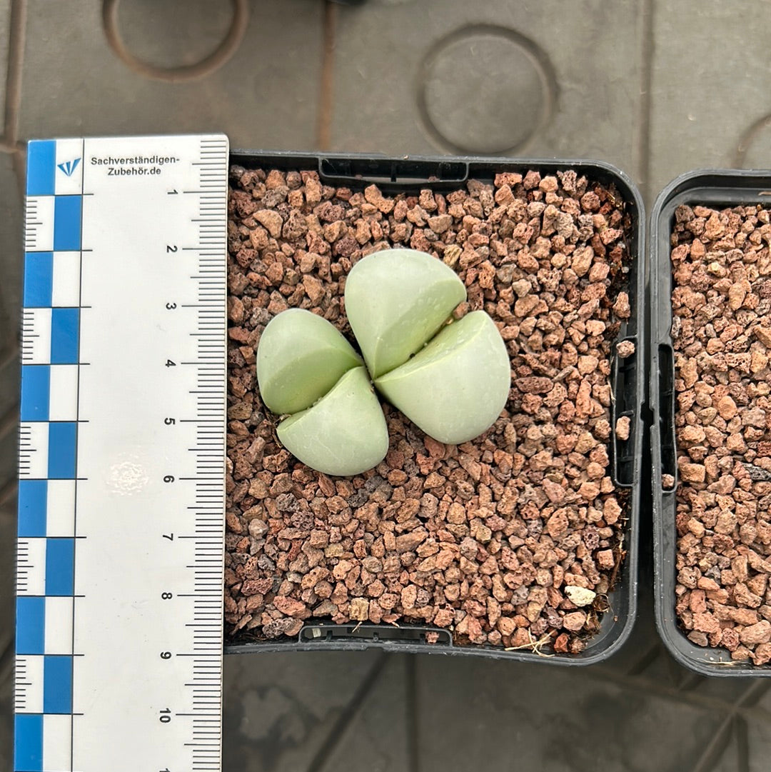 Gibbaeum album