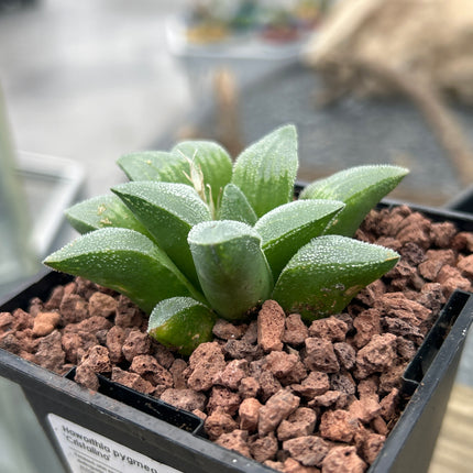 Haworthia pymaea ‘Cristalina’