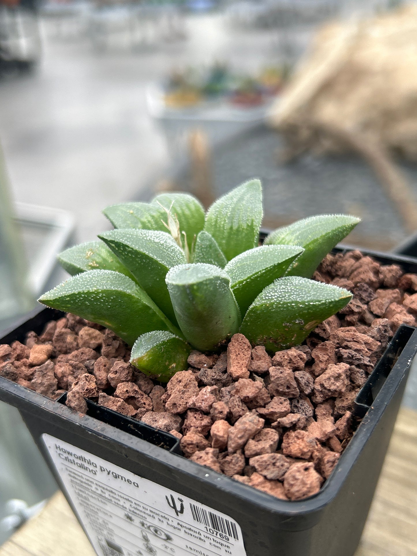 Haworthia pymaea ‘Cristalina’