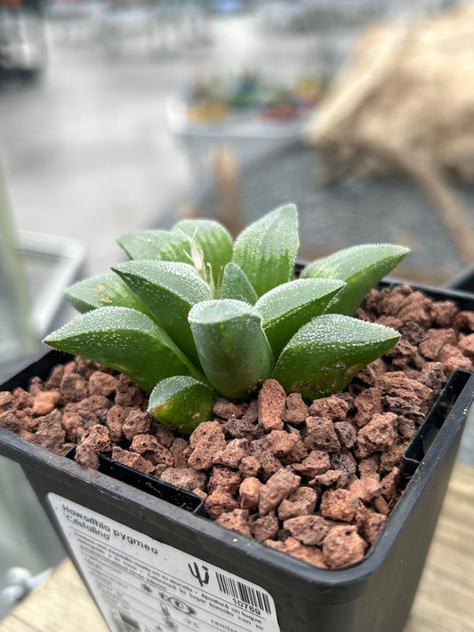 Haworthia pymaea ‘Cristalina’