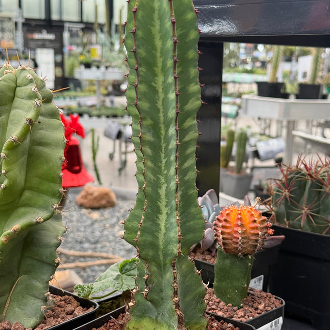 Euphorbia confinalis